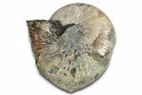 Iridescent Fossil Ammonite (Rhaeboceras) - Bearpaw Shale, Montana #354620-1